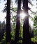 Picture of CA, OLD-GROWTH RED FIR TREES IN THE HIGH SIERRA