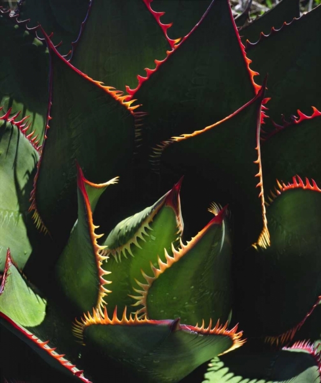 Picture of CA, TORREY PINES SP PATTERNS OF AN AGAVE PLANT