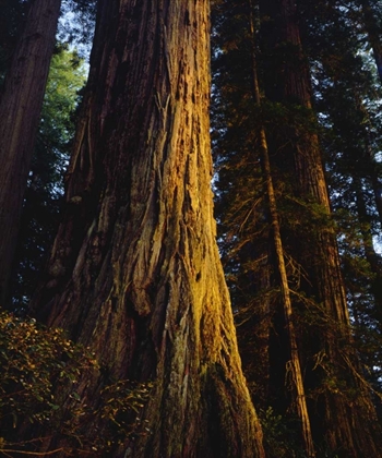 Picture of CA, REDWOODS OLD-GROWTH REDWOOD TREE AT SUNSET