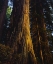Picture of CA, REDWOODS OLD-GROWTH REDWOOD TREE AT SUNSET