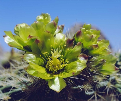 Picture of CA, CHOLLA CACTUS FLOWERS IN VALLEY OF THE MOON