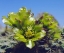 Picture of CA, CHOLLA CACTUS FLOWERS IN VALLEY OF THE MOON