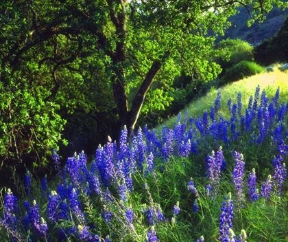 Picture of CA, SIERRA NEVADA LUPINE FLOWERS IN THE FOREST