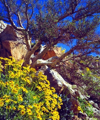 Picture of CA, ANZA-BORREGO BRITTLEBUSH AND ELEPHANT TREE