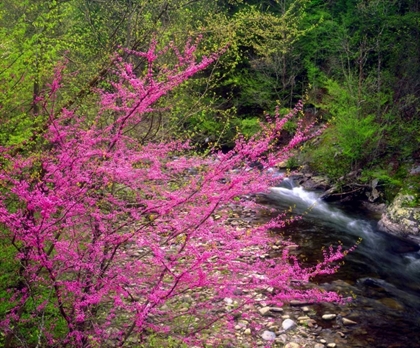 Picture of TN, GREAT SMOKY MOUNTAIN REDBUDS IN THE FOREST