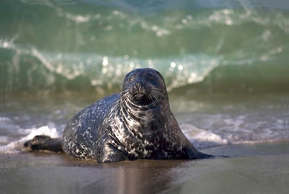 Picture of CA, LA JOLLA A SEAL COMING ASHORE ON THE COAST