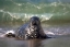 Picture of CA, LA JOLLA A SEAL COMING ASHORE ON THE COAST