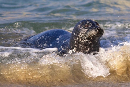 Picture of CA, LA JOLLA A SEAL COMING ASHORE ON THE COAST