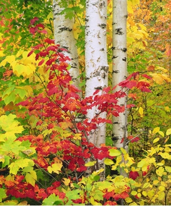 Picture of NY, ADIRONDACK PARK, AUTUMN OF BIRCH AND MAPLES