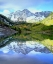 Picture of CO, ROCKY MTS, MAROON LAKE, MAROON BELL FLOWERS