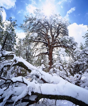 Picture of CA, CLEVELAND NF SNOWY TREES IN THE LAGUNA MTS