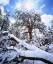 Picture of CA, CLEVELAND NF SNOWY TREES IN THE LAGUNA MTS