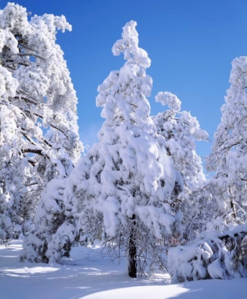 Picture of CA, CLEVELAND NF SNOWY TREES IN THE LAGUNA MTS