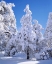 Picture of CA, CLEVELAND NF SNOWY TREES IN THE LAGUNA MTS