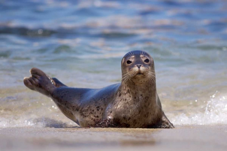 Picture of CA, LA JOLLA A SEAL ON A BEACH ALONG THE COAST