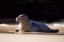 Picture of CA, LA JOLLA A SEAL ON A BEACH ALONG THE COAST