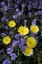 Picture of CA, ANZA-BORREGO DESERT DANDELION AND PHACELIA