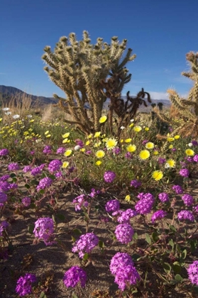 Picture of CA, ANZA-BORREGO SAND VERBENA AND CHOLLA CACTI