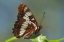 Picture of CA, SAN DIEGO, MISSION TRAILS PARK A BUTTERFLY