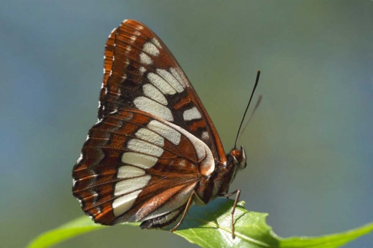 Picture of CA, SAN DIEGO, MISSION TRAILS PARK A BUTTERFLY