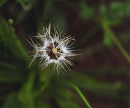 Picture of CA, SAN DIEGO, MISSION TRAILS PARK A DANDELION