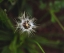 Picture of CA, SAN DIEGO, MISSION TRAILS PARK A DANDELION