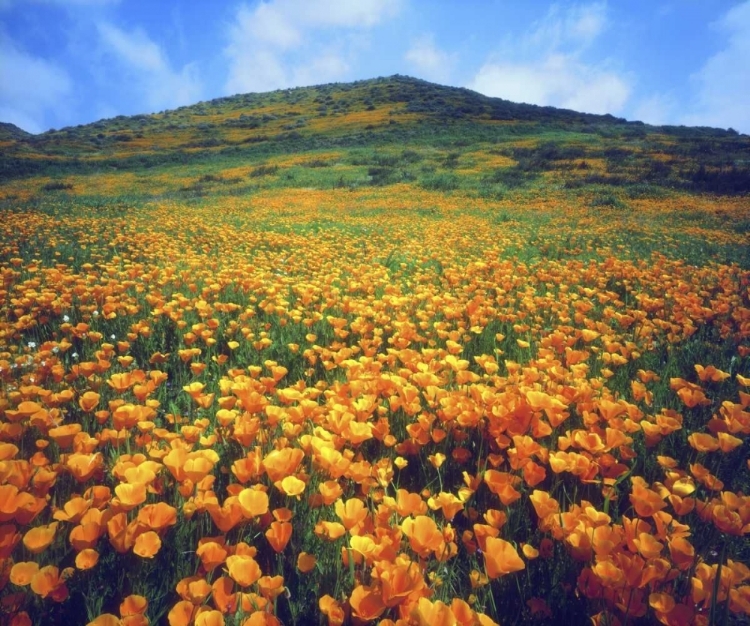 Picture of CA, LAKE ELSINORE CALIFORNIA POPPIES ON A HILL