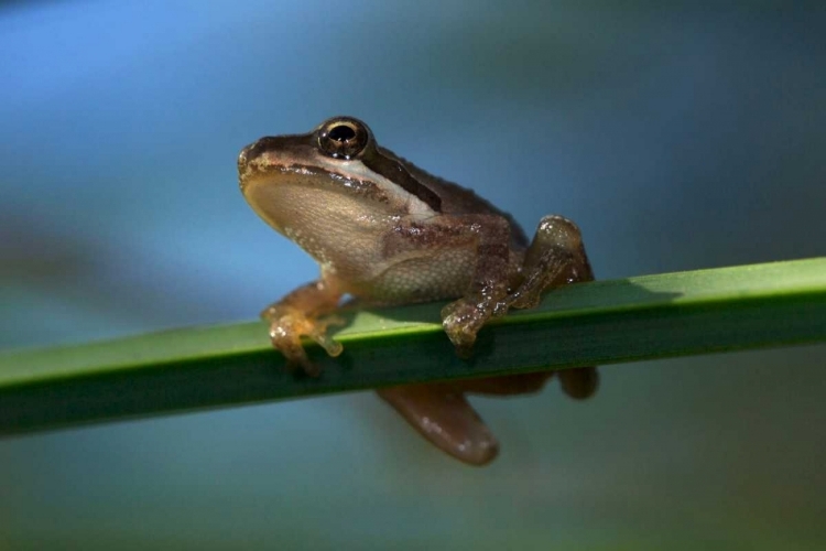 Picture of CA, SAN DIEGO, MISSION TRAILS A BABY TREE FROG