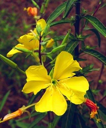 Picture of CA, SAN DIEGO, MISSION TRAILS EVENING PRIMROSE