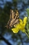 Picture of CA, MISSION TRAILS ANISE SWALLOWTAIL BUTTERFLY