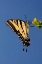 Picture of CA, MISSION TRAILS ANISE SWALLOWTAIL BUTTERFLY