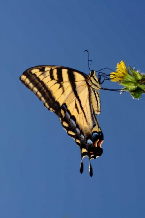 Picture of CA, MISSION TRAILS ANISE SWALLOWTAIL BUTTERFLY