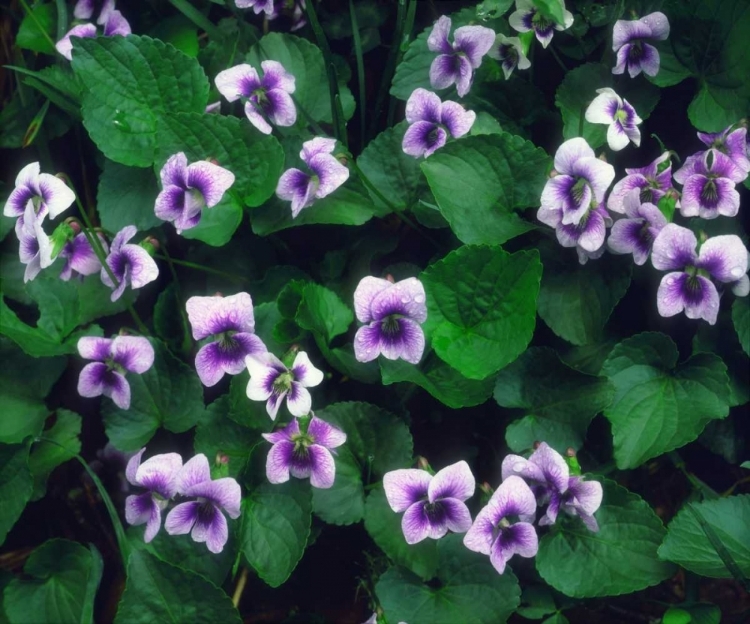 Picture of NORTH CAROLINA, GREAT SMOKY MTS FOREST FLOWERS