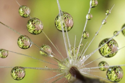 Picture of CA, SAN DIEGO WATER DROPLETS ON DANDELION SEED