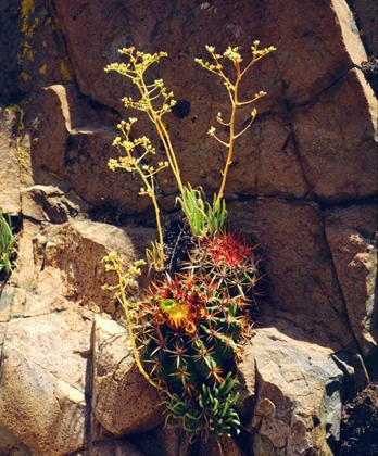 Picture of CA, MISSION TRAILS BARREL CACTUS AND SUCCULENT