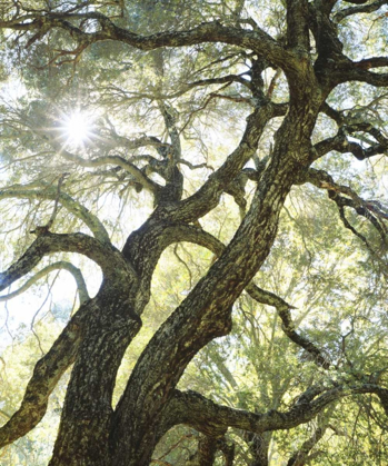 Picture of CA, SAN DIEGO SUNLIGHT THROUGH A LIVE OAK TREE