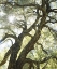 Picture of CA, SAN DIEGO SUNLIGHT THROUGH A LIVE OAK TREE