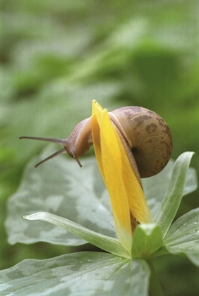 Picture of TN, GREAT SMOKY MTS SNAIL ON TRILLIUM FLOWER