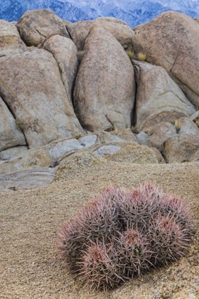 Picture of CA, ALABAMA HILLS BARREL CACTUS AND BOULDERS