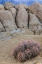 Picture of CA, ALABAMA HILLS BARREL CACTUS AND BOULDERS