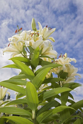 Picture of WA, GARDEN LILY PLANT AND FLOWERS AGAINST SKY