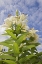 Picture of WA, GARDEN LILY PLANT AND FLOWERS AGAINST SKY