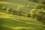 Picture of CA, REDWOODS SUNRISE ON GREEN SLOPING MEADOW