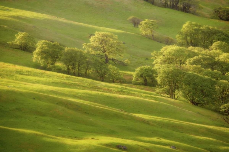 Picture of CA, REDWOODS SUNRISE ON GREEN SLOPING MEADOW