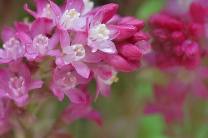 Picture of USA,WA, RED-FLOWERING CURRENT SHRUB IN SPRING