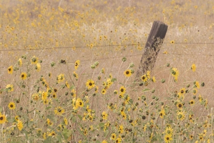 Picture of CA, ADIN BARBED FENCE IN FIELD OF SUNFLOWERS