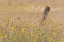Picture of CA, ADIN BARBED FENCE IN FIELD OF SUNFLOWERS