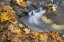 Picture of OR, SWEET CREEK MAPLE LEAVES AND STREAM EDDY