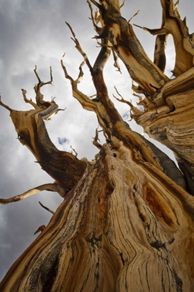 Picture of CA, INYO NF  ANCIENT BRISTLECONE PINE FOREST