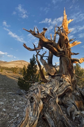 Picture of CA, INYO NF  ANCIENT BRISTLECONE PINE FOREST
